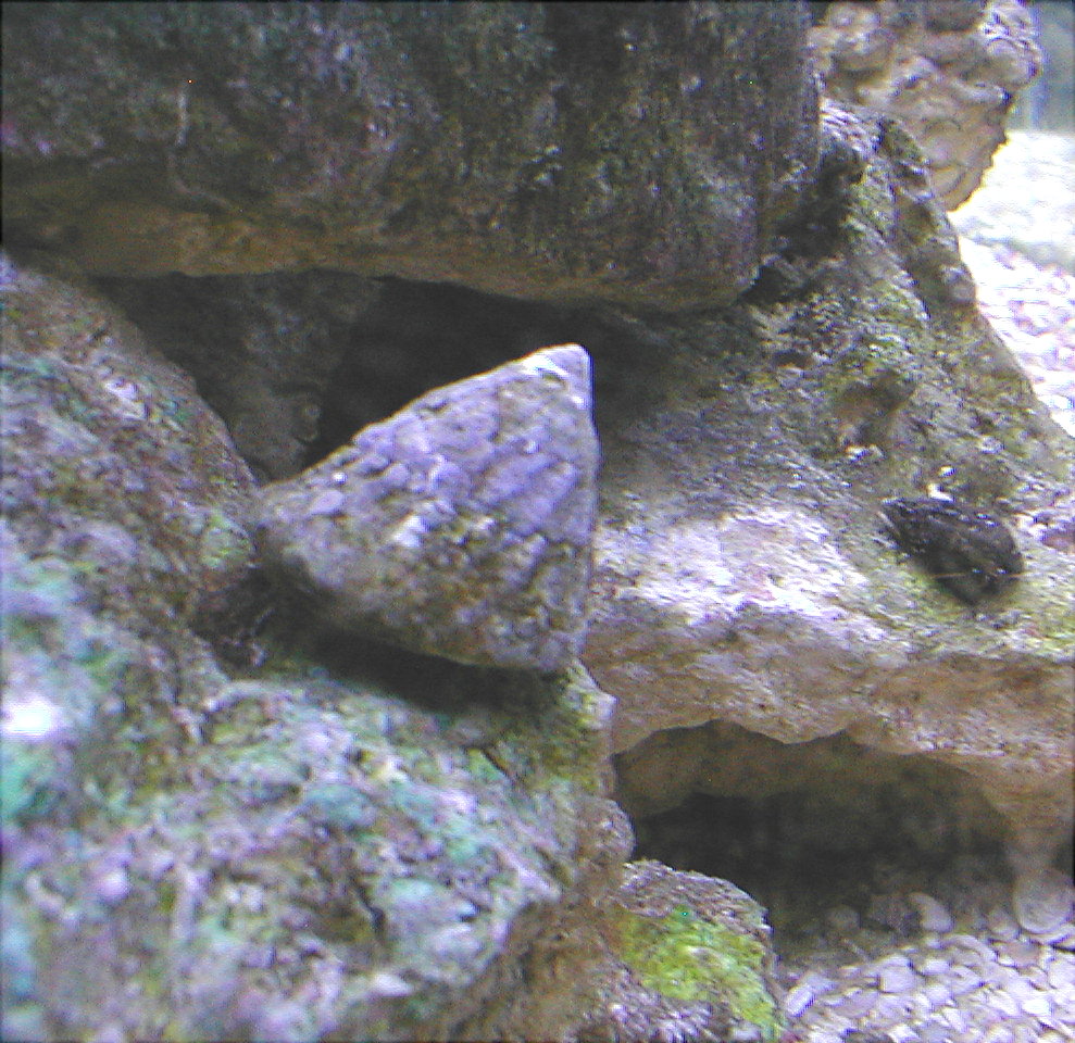 Astraea Snail