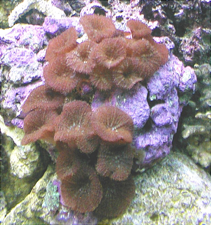 Brown Fuzzy Mushrooms