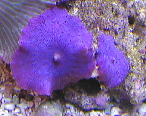 Blue Mushrooms