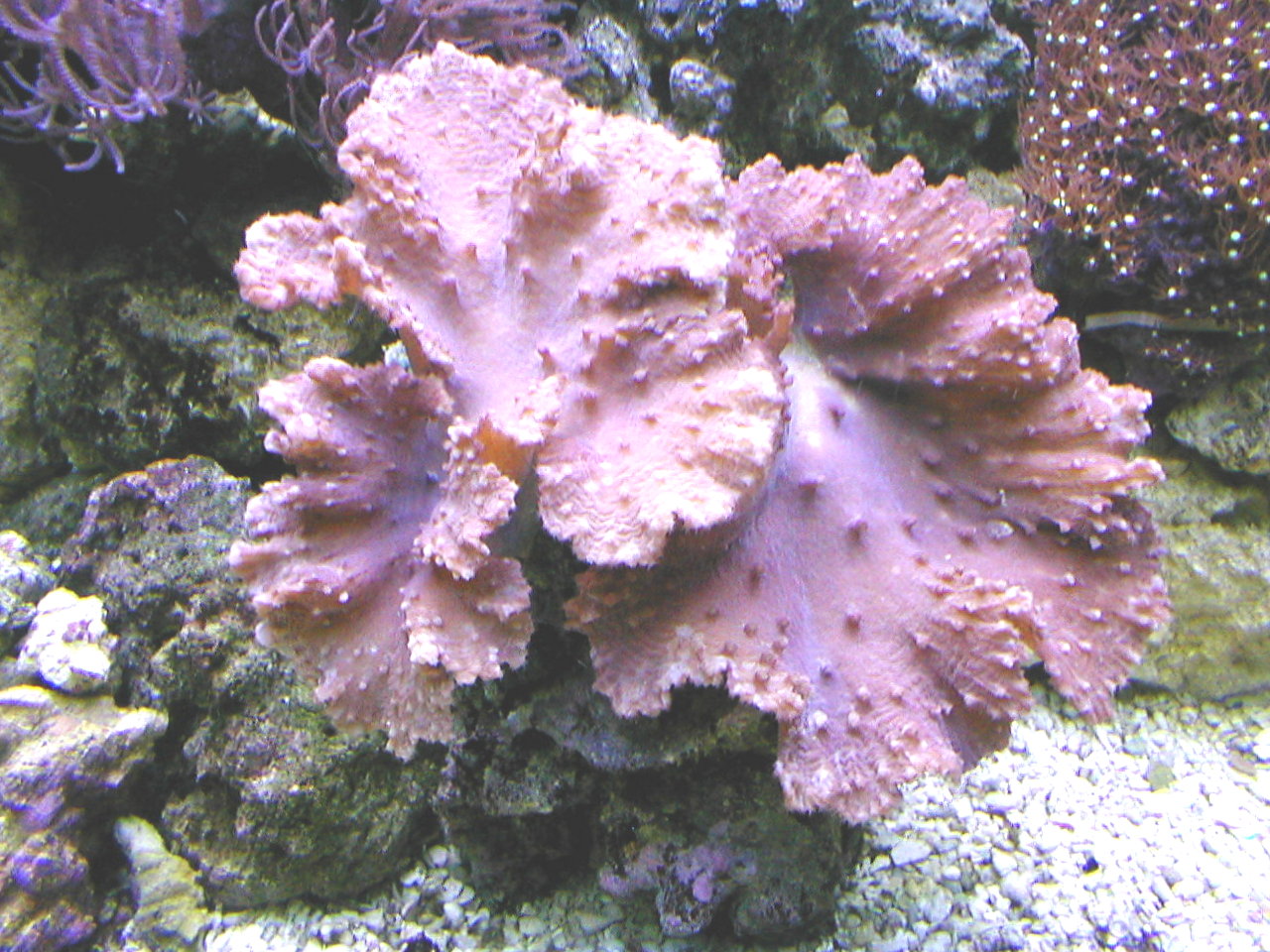 cabbage