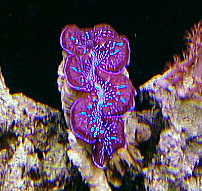 clam1.jpg