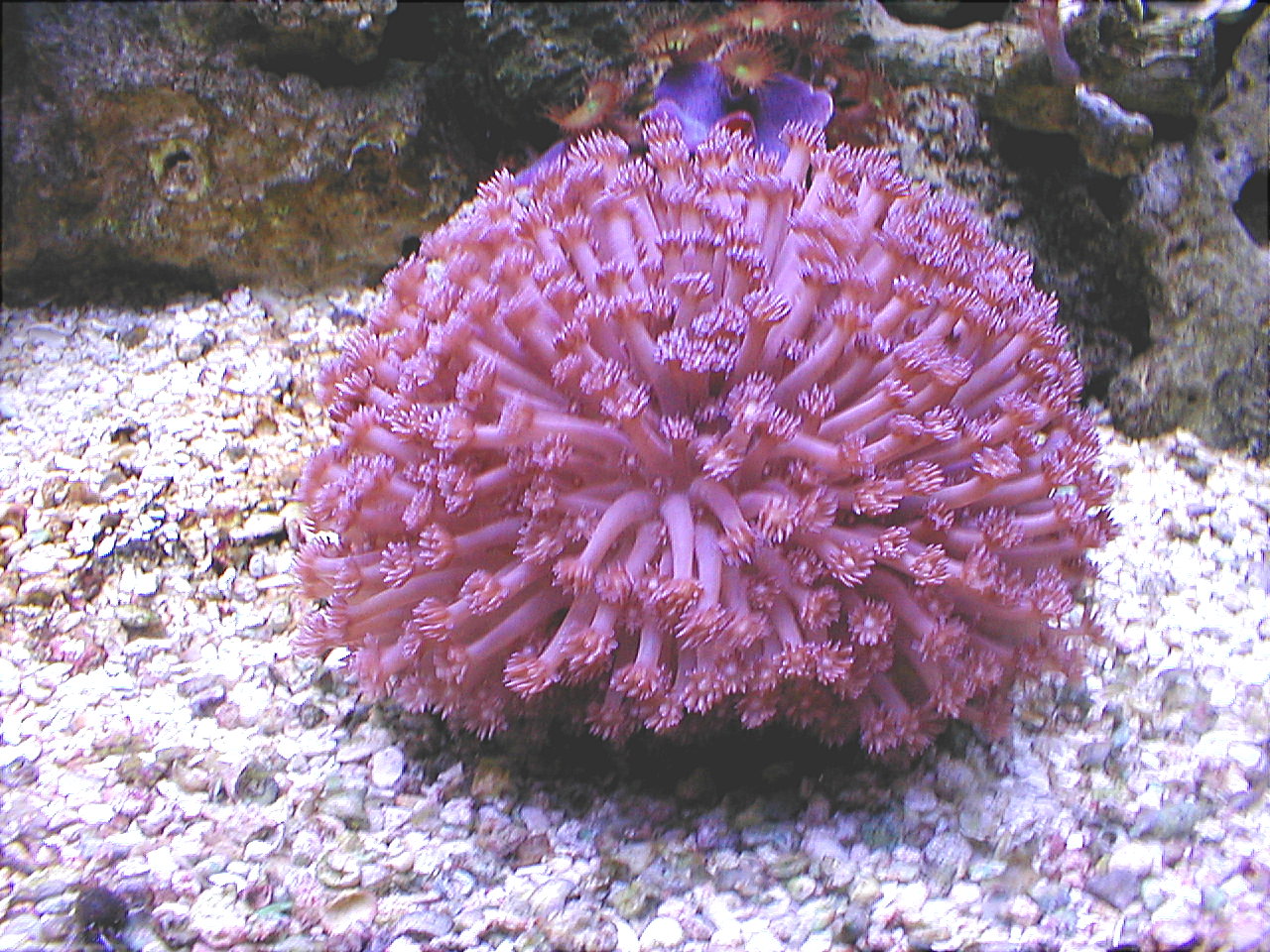 Flowerpot Coral