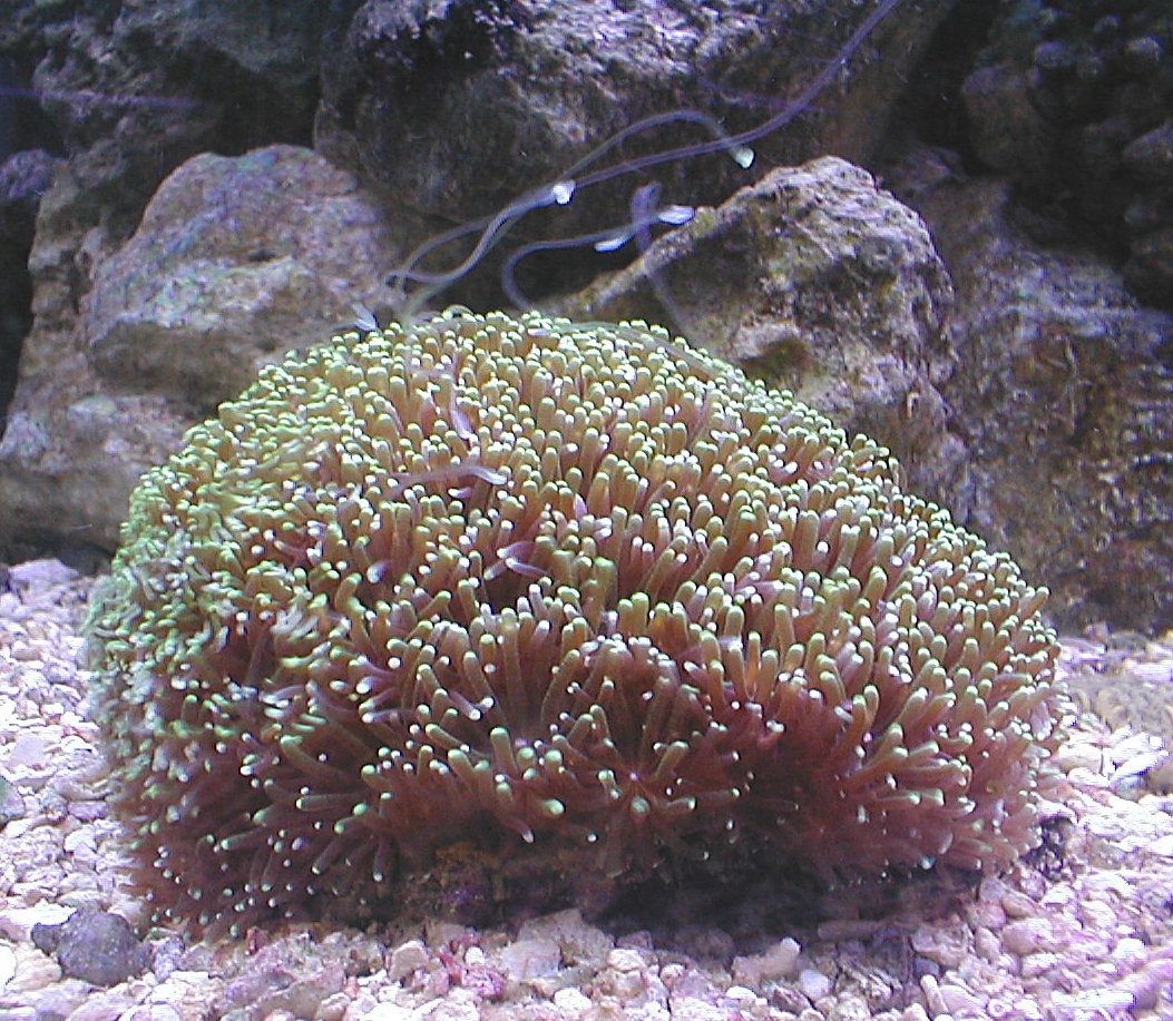 Galaxy Coral