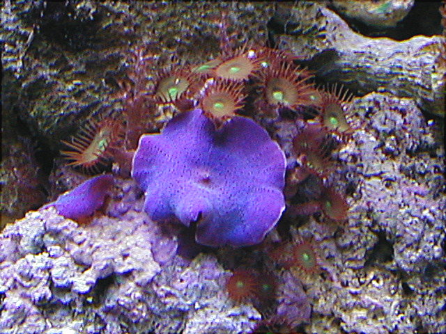 Green Button Polyps