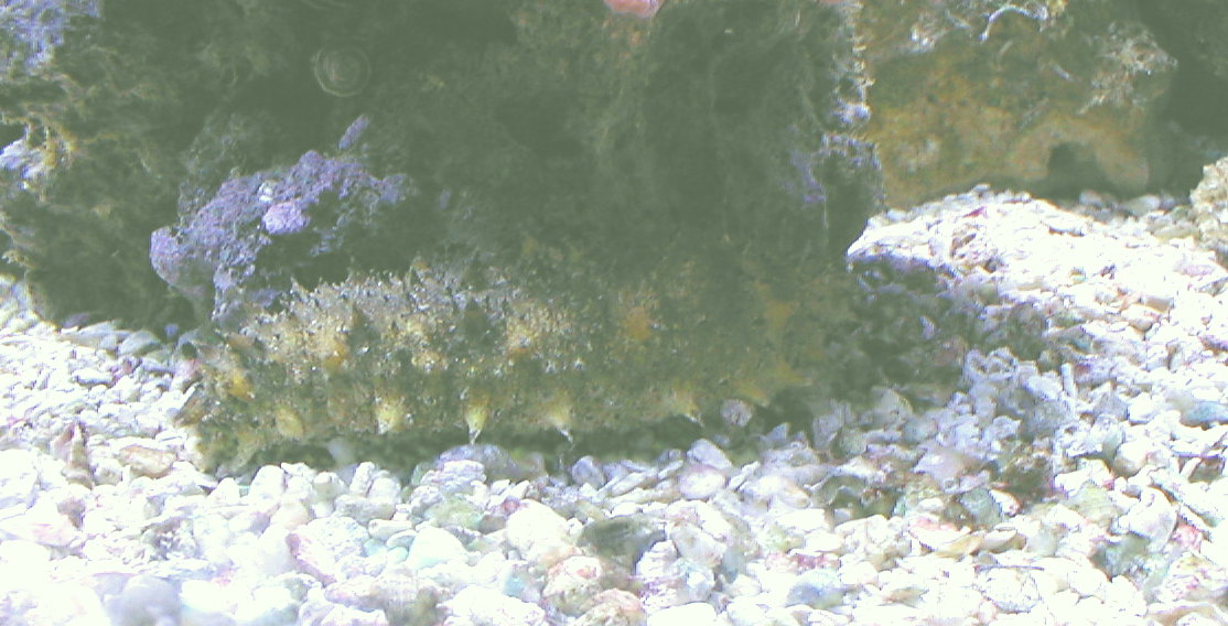 Green Striped Sea Cucumber