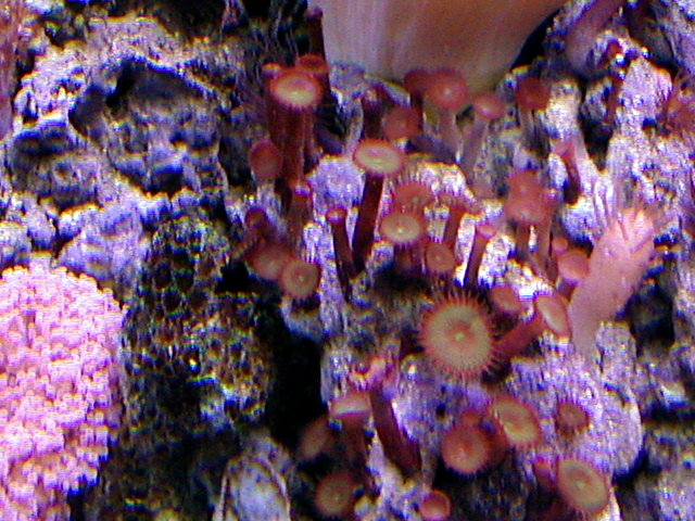 Baby Leather and Polyps