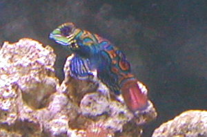 Mandarin