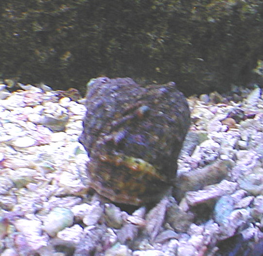 Mexican Turbo Snail