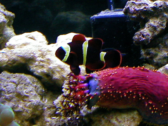 Maroon Clownfish