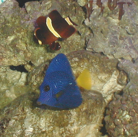 Purple Tang