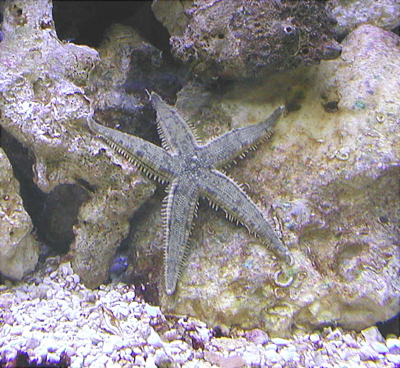 Sand Sifting Sea Star