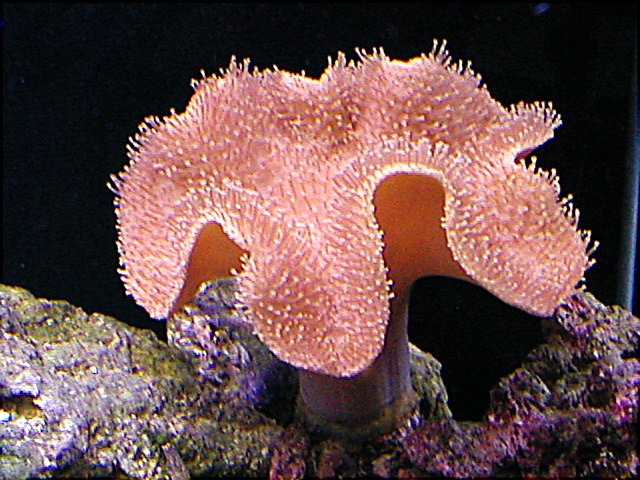 Leather Toadstool