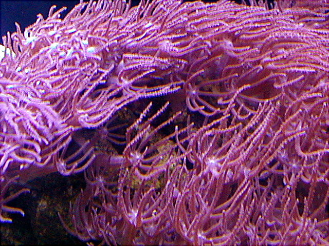 Giant Anthelia