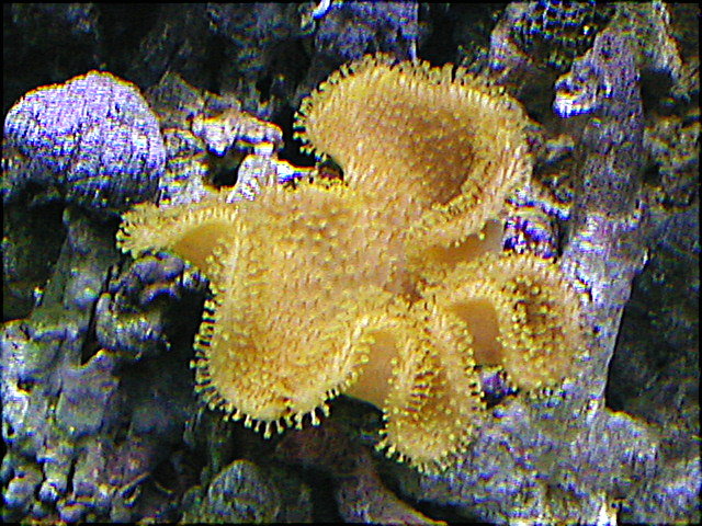 Fancy Yellow Toadstool